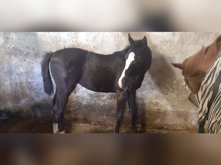 Trakehner Giumenta  Baio nero in Otterndorf