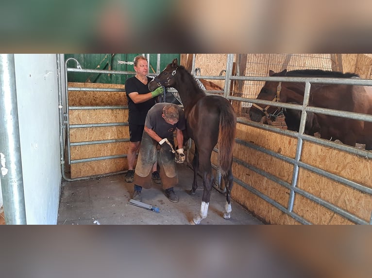 Trakehner Giumenta  Baio nero in Otterndorf