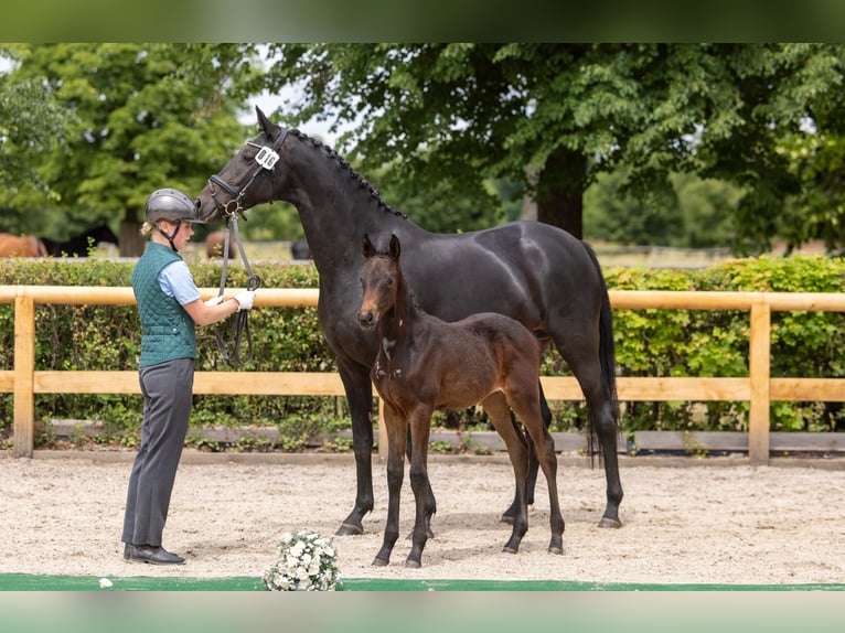 Trakehner Giumenta Puledri (04/2026) Baio nero in Graditz