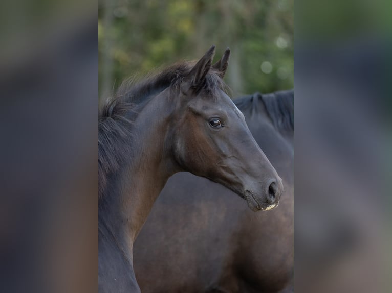 Trakehner Giumenta Puledri (05/2026) Baio nero in Leichlingen