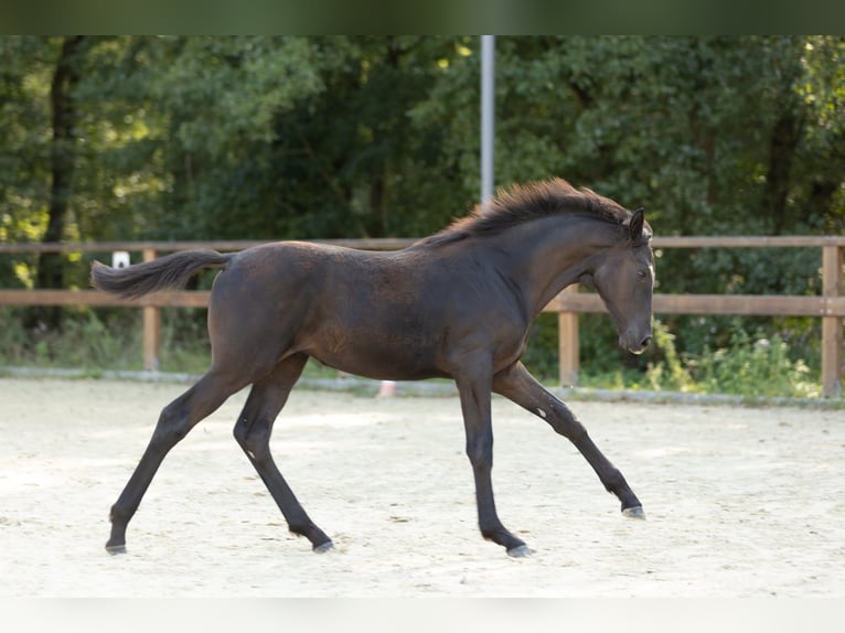 Trakehner Giumenta Puledri (05/2026) Baio nero in Leichlingen