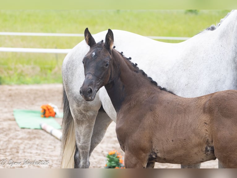 Trakehner Giumenta Puledri (04/2025) Baio nero in Grevesm&#xFC;hlen