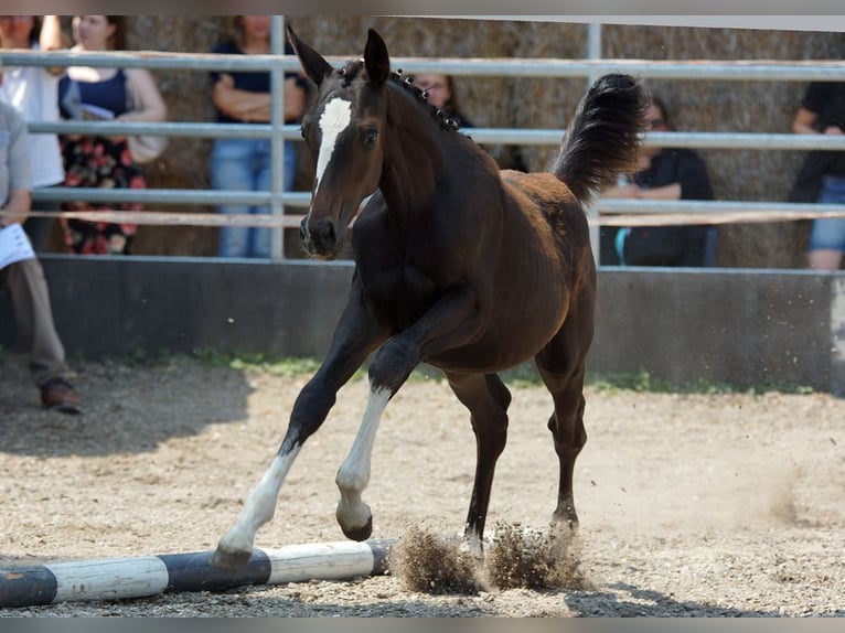 Trakehner Giumenta Puledri (03/2026) Baio scuro in Günzburg