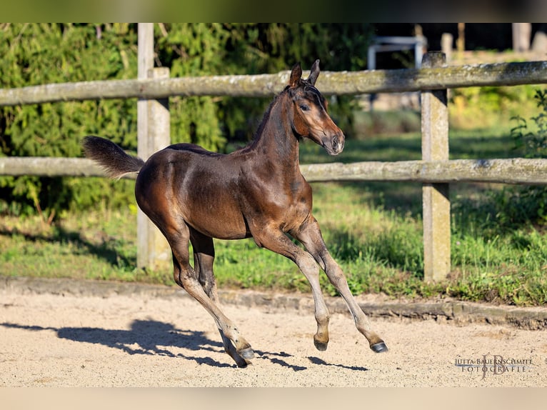 Trakehner Giumenta Puledri
 (05/2024) Baio scuro in Allmannshofen