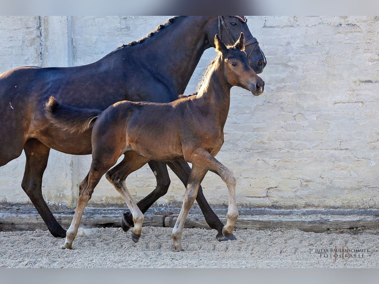 Trakehner Giumenta Puledri
 (05/2024) Baio scuro in Allmannshofen