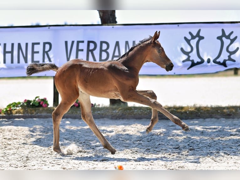 Trakehner Giumenta Puledri (06/2026) Baio scuro in Alzenau in Unterfranken