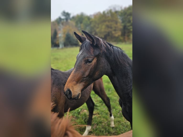 Trakehner Giumenta Puledri (03/2024) Baio scuro in Uslar