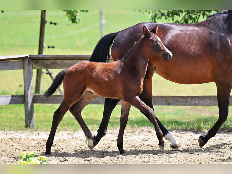 Trakehner Giumenta Puledri (04/2026) Baio scuro in Molln