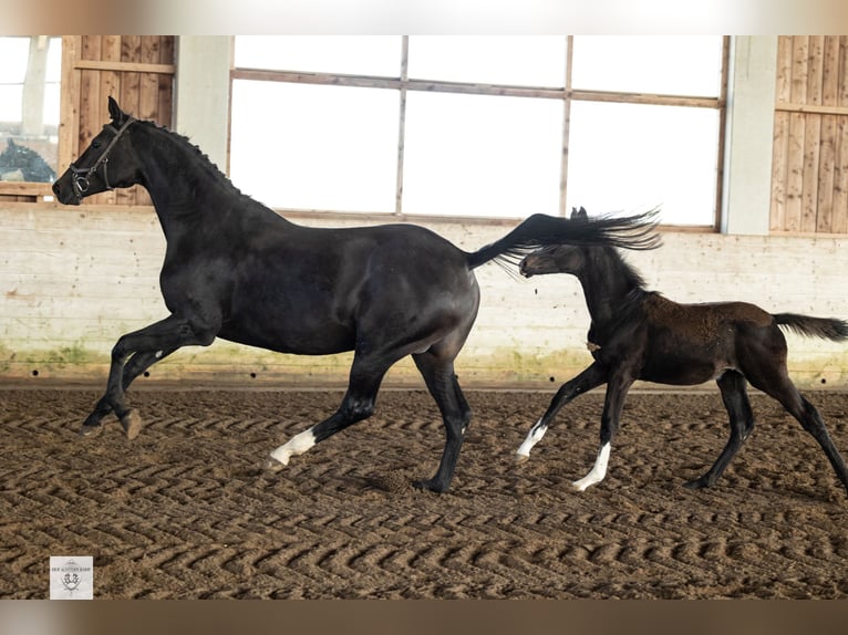 Trakehner Giumenta Puledri
 (03/2024) Baio scuro in Rotthalmünster