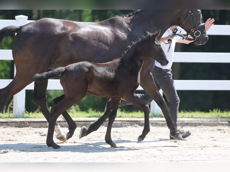 Trakehner Giumenta Puledri (05/2026) Grigio in Jülich