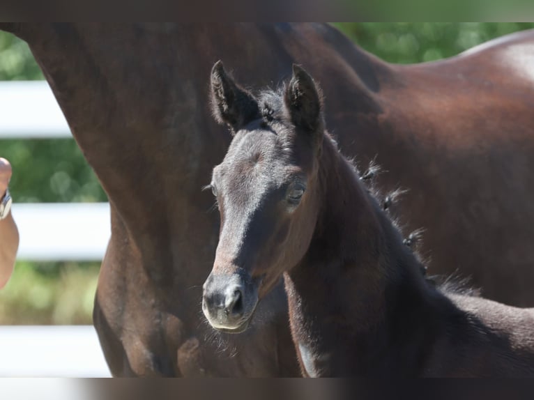 Trakehner Giumenta Puledri (05/2026) Grigio in Jülich