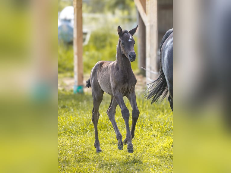 Trakehner Giumenta Puledri (05/2026) Morello in Markt Wald