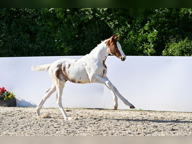 Trakehner Giumenta Puledri (02/2026) Pezzato in Abtsgmünd