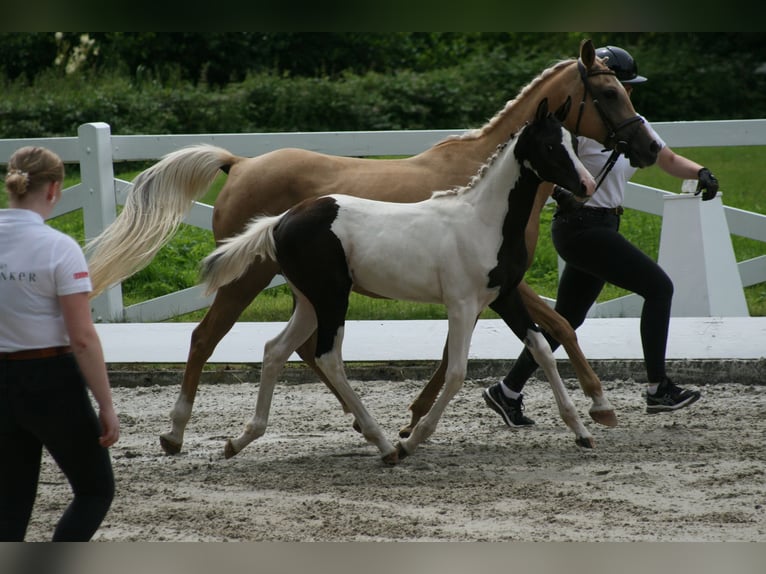 Trakehner Giumenta Puledri
 (03/2024) Pezzato in Lüdersdorf