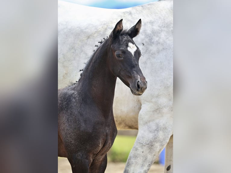 Trakehner Giumenta Puledri (05/2026) Può diventare grigio in St.Peter am Hart