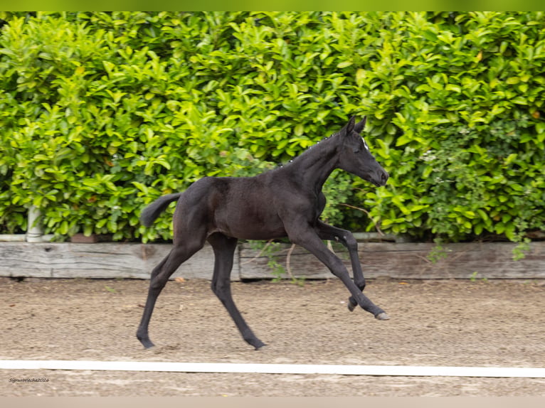 Trakehner Giumenta Puledri (04/2026) Può diventare grigio in Feldhorst