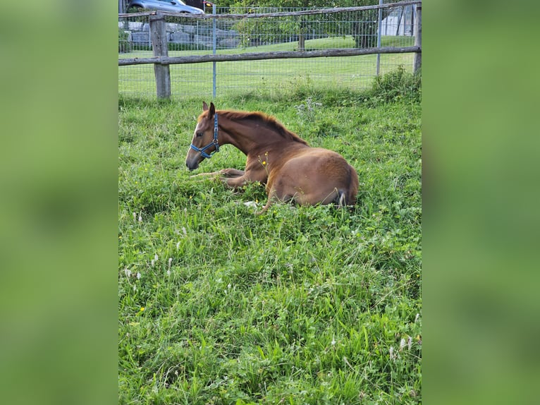 Trakehner Giumenta Puledri
 (03/2024) Sauro in Nellingen