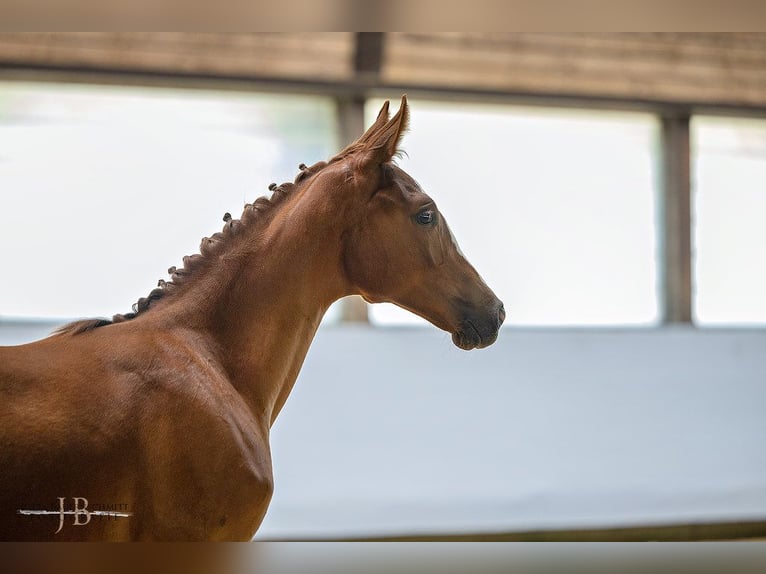 Trakehner Giumenta Puledri
 (03/2024) Sauro in Nellingen