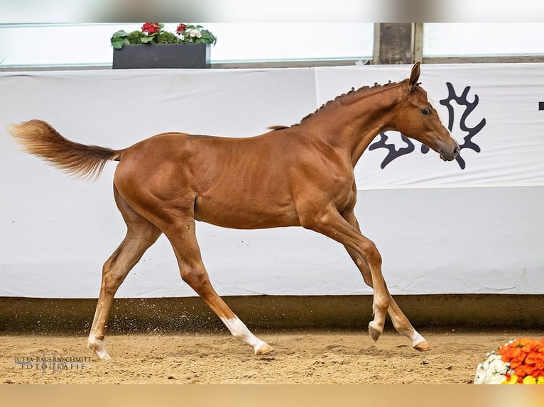 Trakehner Giumenta Puledri
 (03/2024) Sauro in Nellingen