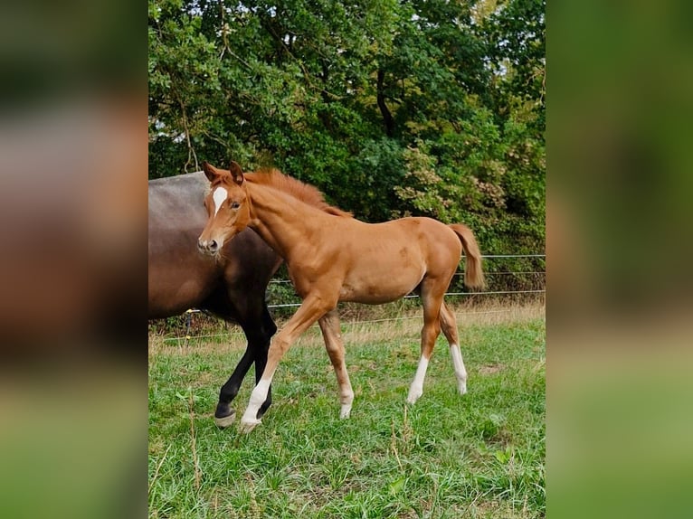 Trakehner Giumenta Puledri (06/2026) Sauro in Dietersheim