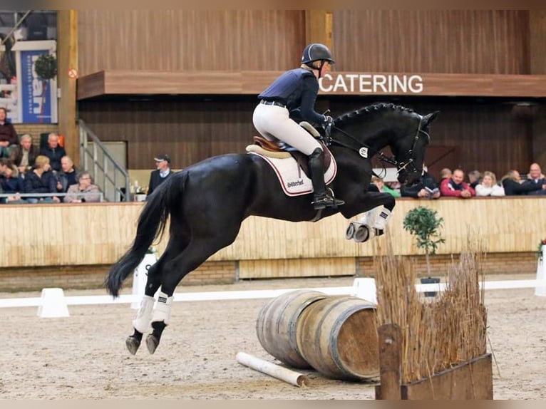 Trakehner Hengst 13 Jaar 172 cm Zwart in Günzburg