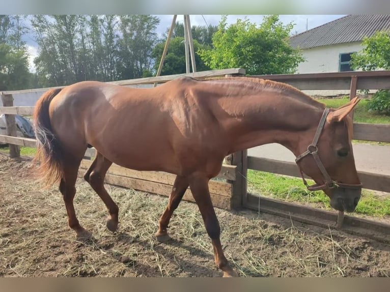 Trakehner Hengst 15 Jahre 163 cm Fuchs in Ole&#x15B;nica-Folwark