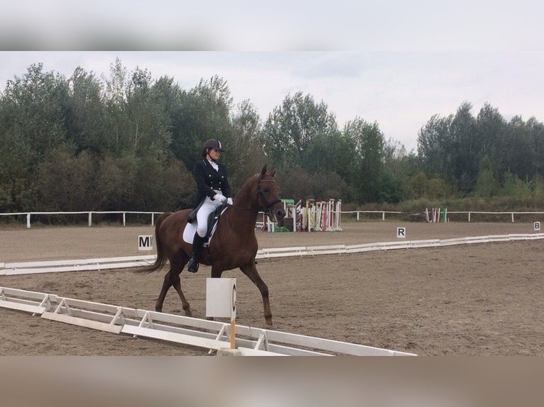 Trakehner Hengst 15 Jahre 163 cm Fuchs in Oleśnica-Folwark