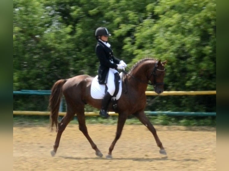 Trakehner Hengst 16 Jahre 163 cm Fuchs in Oleśnica-Folwark
