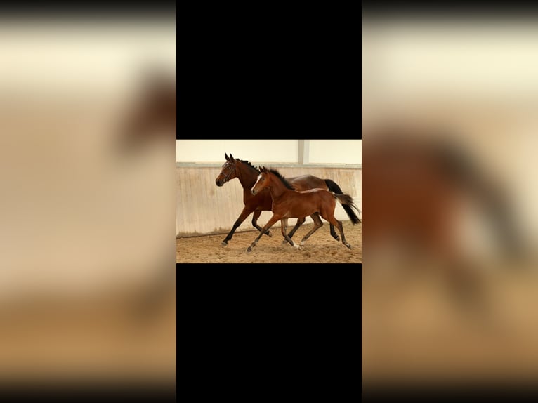 Trakehner Hengst 1 Jaar 135 cm Lichtbruin in Mücke
