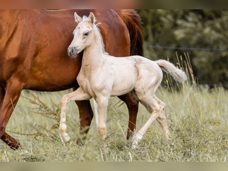 Trakehner Hengst 1 Jaar 155 cm Palomino in Wolfhagen