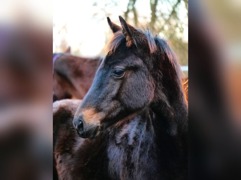 Trakehner Hengst 1 Jaar 160 cm Donkerbruin in Günzburg