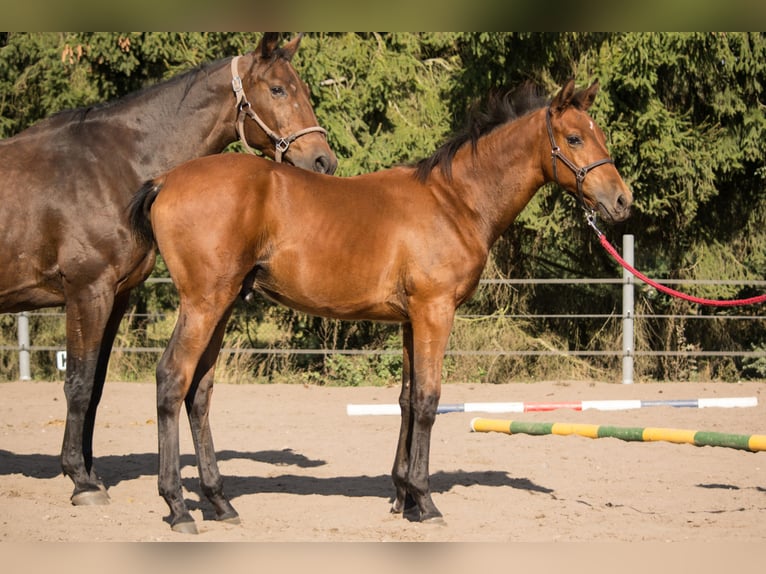 Trakehner Hengst 1 Jaar 165 cm Bruin in Wandlitz