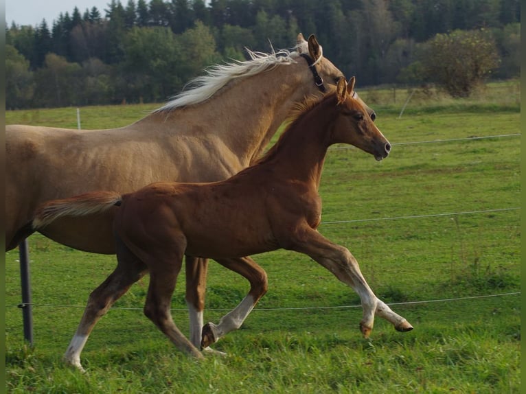 Trakehner Hengst 1 Jaar 166 cm Vos in Ruila