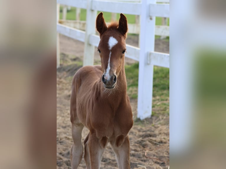 Trakehner Hengst 1 Jaar 167 cm Vos in Bad Oldesloe