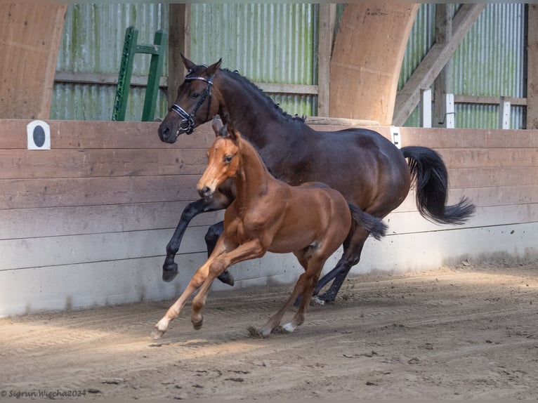 Trakehner Hengst 1 Jaar 168 cm Bruin in Scharbeutz