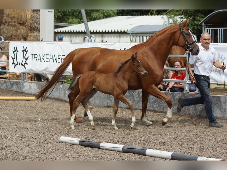 Trakehner Hengst 1 Jaar 168 cm Bruin in G&#xFC;nzburg