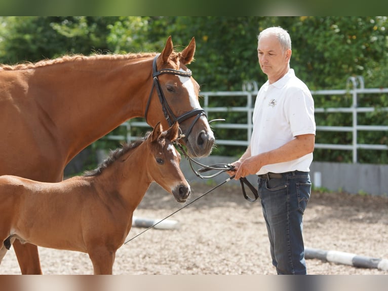 Trakehner Hengst 1 Jaar 168 cm Bruin in Günzburg