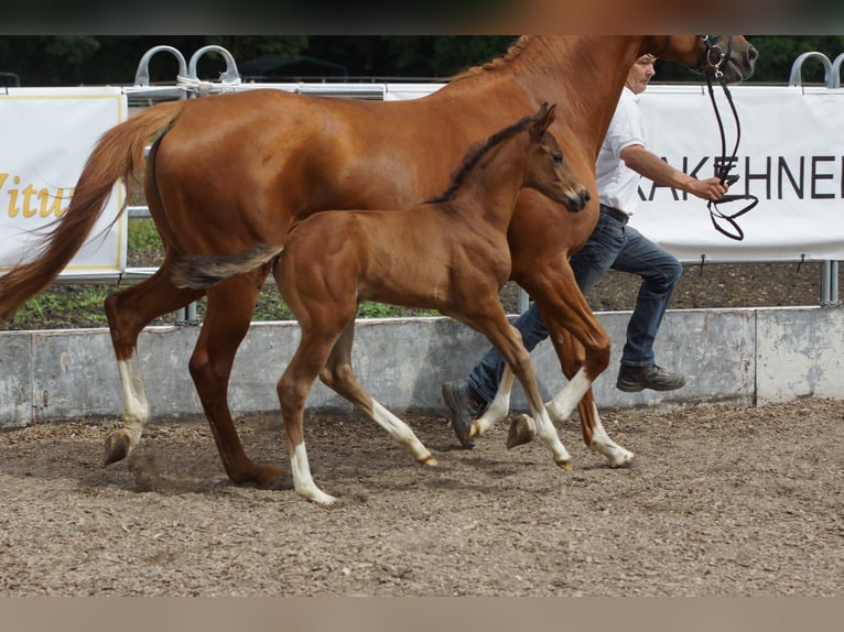 Trakehner Hengst 1 Jaar 168 cm Bruin in G&#xFC;nzburg