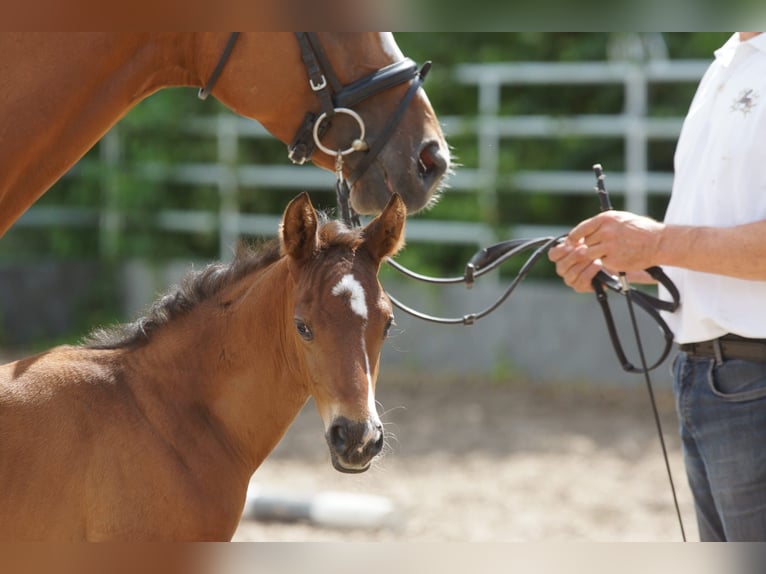 Trakehner Hengst 1 Jaar 168 cm Bruin in G&#xFC;nzburg