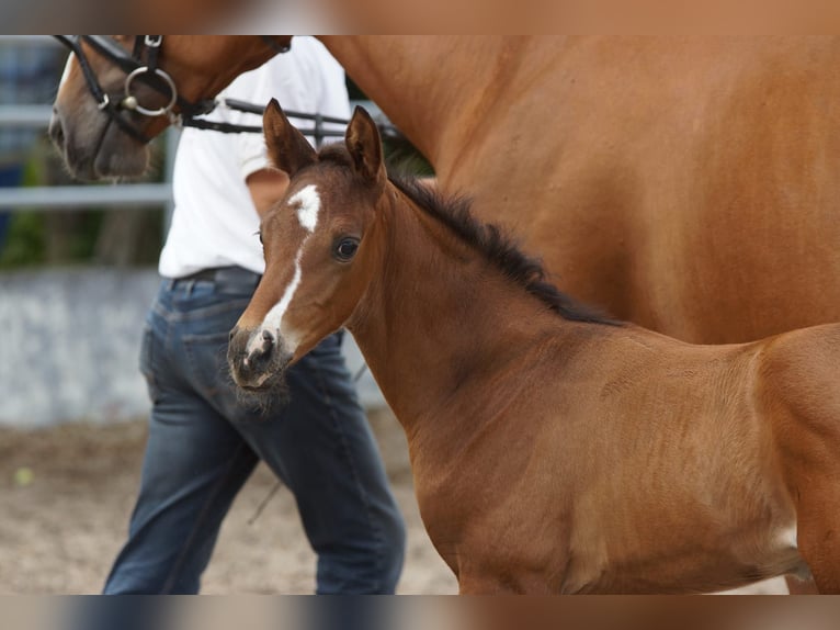 Trakehner Hengst 1 Jaar 168 cm Bruin in G&#xFC;nzburg