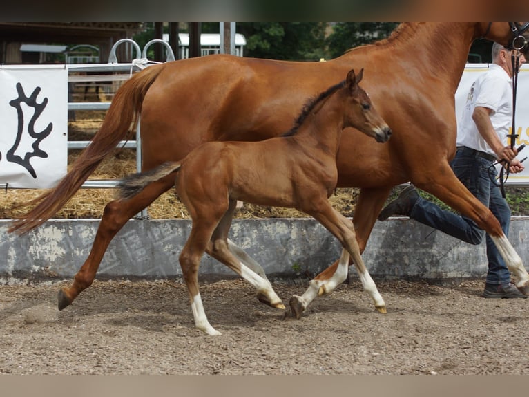 Trakehner Hengst 1 Jaar 168 cm Bruin in G&#xFC;nzburg