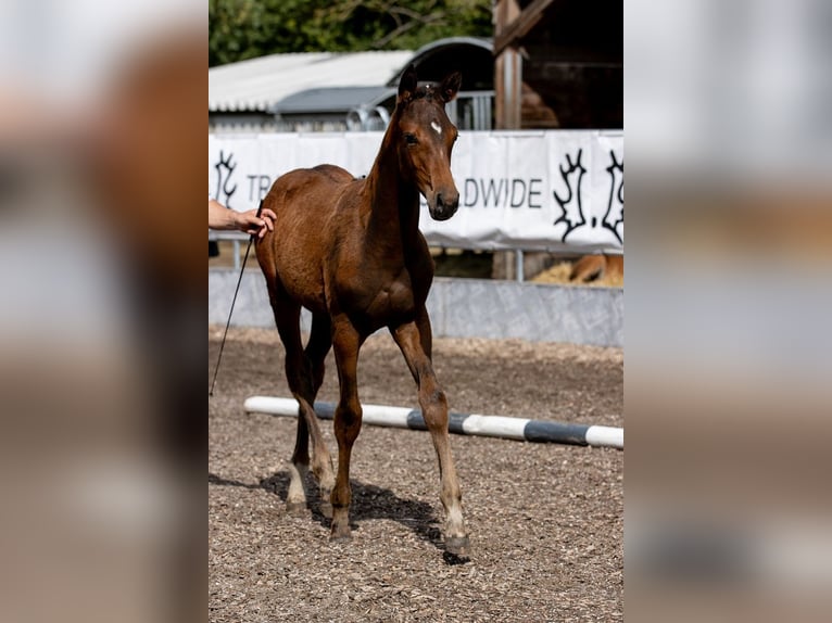 Trakehner Hengst 1 Jaar 168 cm Bruin in GünzburgGünzburg