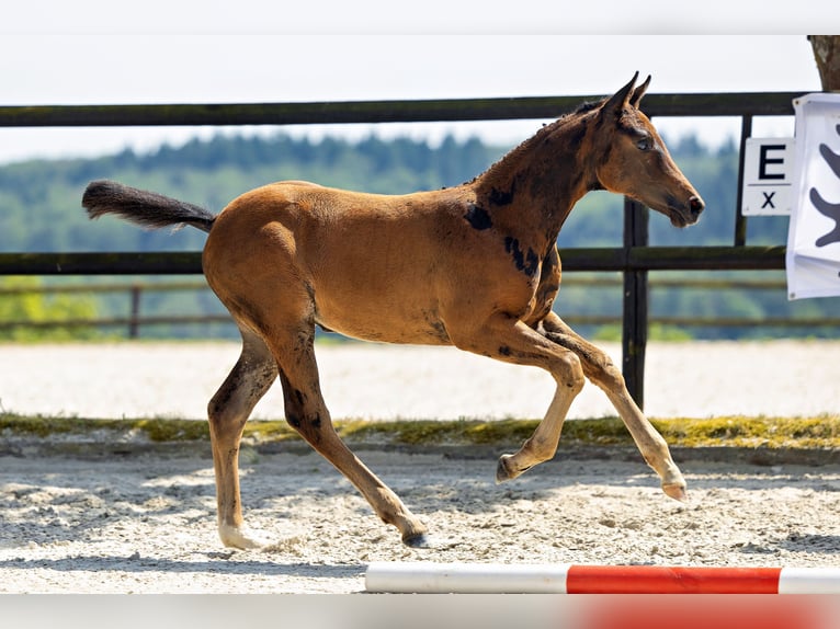 Trakehner Hengst 1 Jaar 168 cm Donkerbruin in Densborn