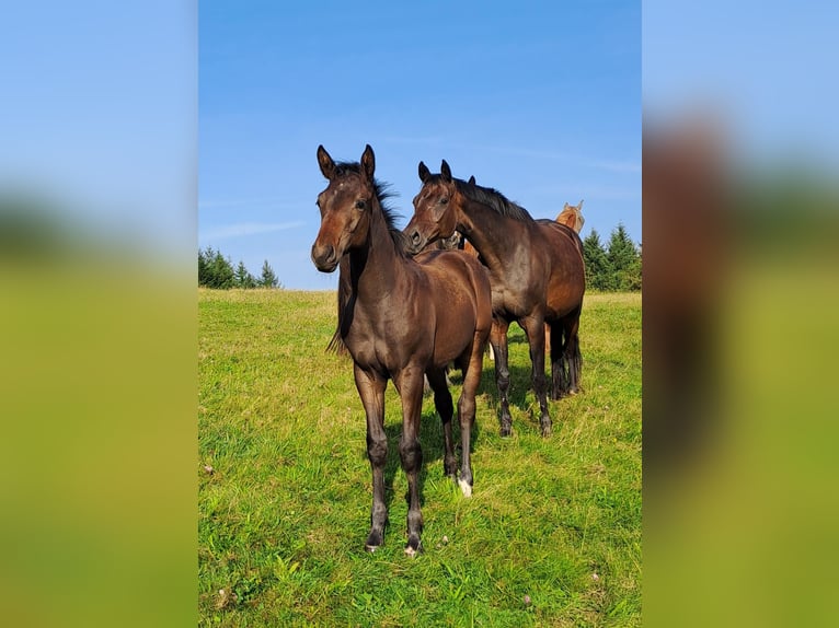 Trakehner Hengst 1 Jaar 168 cm Donkerbruin in Densborn