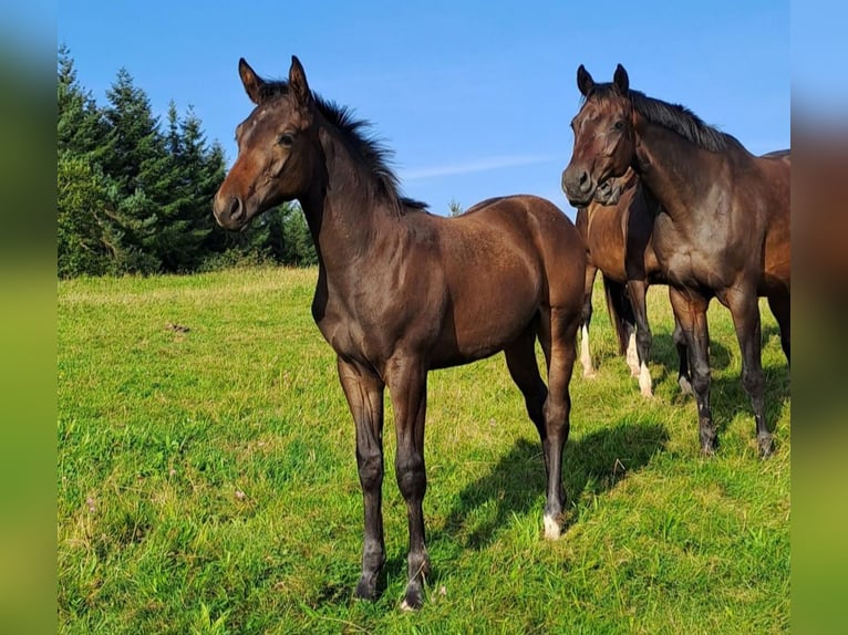 Trakehner Hengst 1 Jaar 168 cm Donkerbruin in Densborn