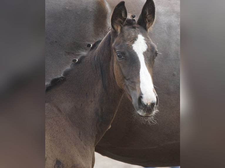 Trakehner Hengst 1 Jaar 168 cm Donkerbruin in Günzburg