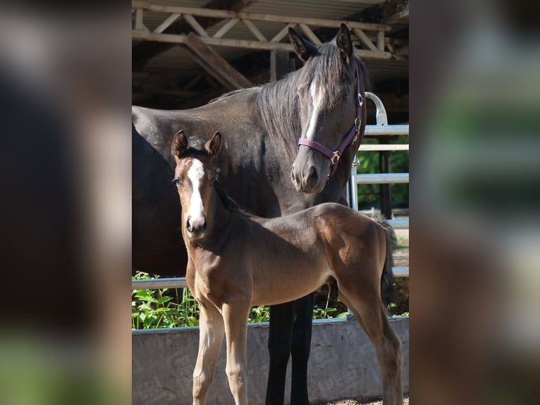 Trakehner Hengst 1 Jaar 168 cm Donkerbruin in Günzburg