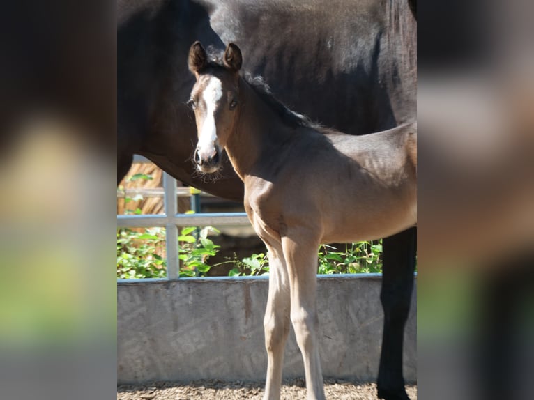 Trakehner Hengst 1 Jaar 168 cm Donkerbruin in Günzburg