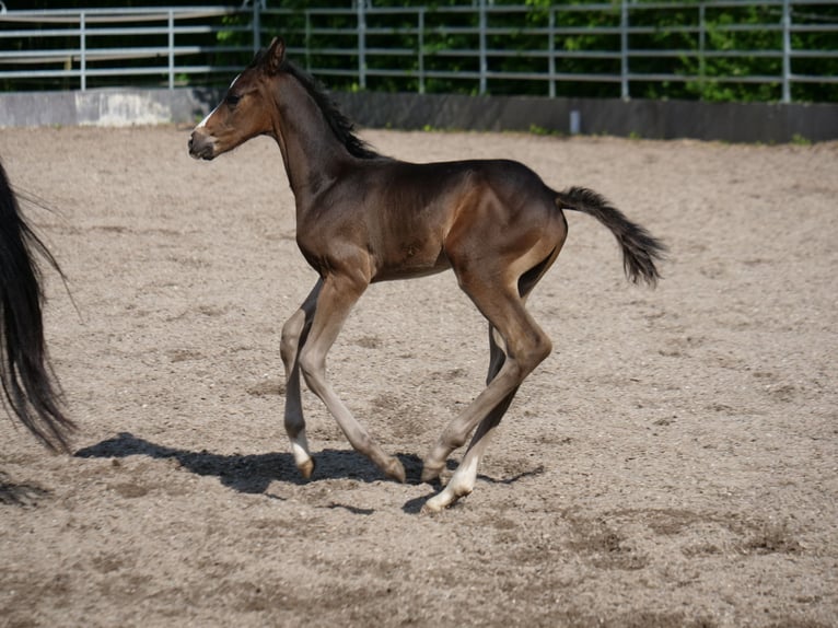 Trakehner Hengst 1 Jaar 168 cm Donkerbruin in Günzburg