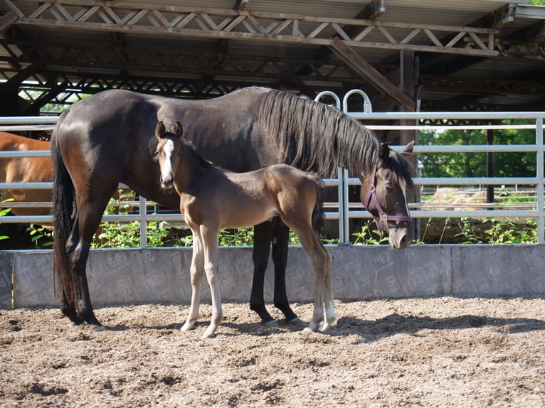 Trakehner Hengst 1 Jaar 168 cm Donkerbruin in Günzburg